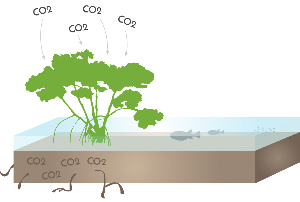 swamp clipart mangrove forest