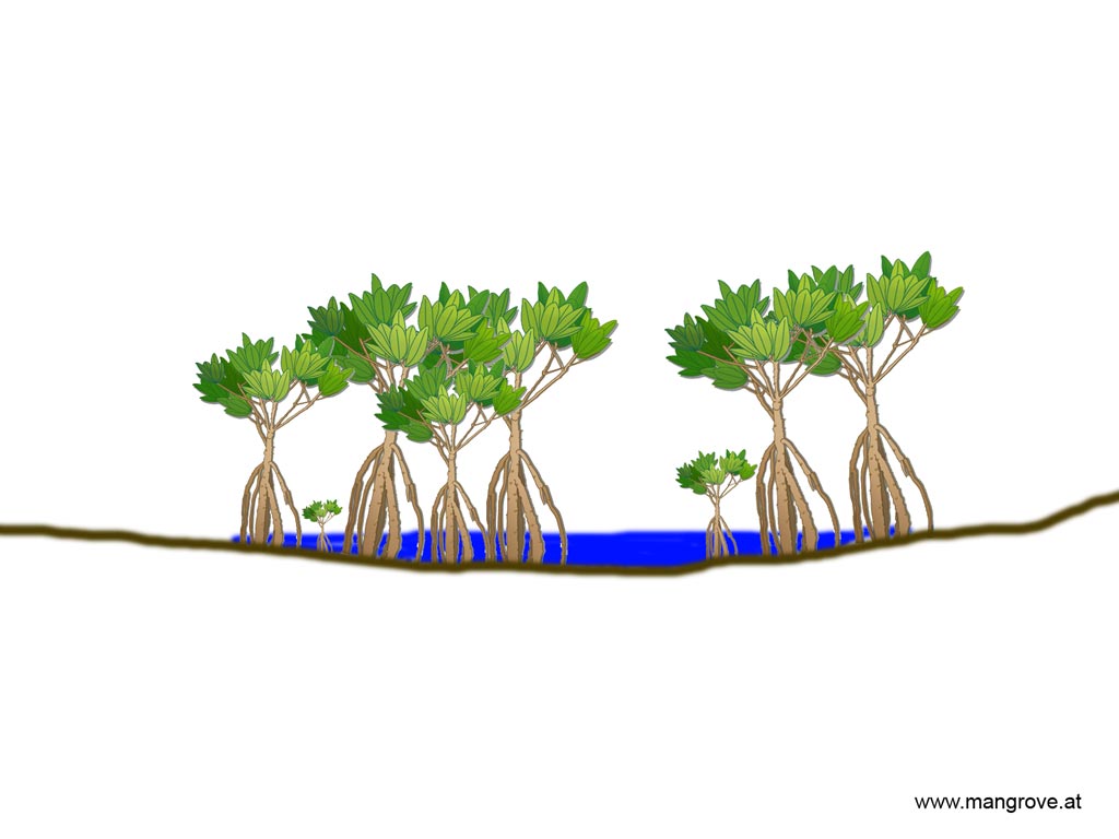 swamp clipart mangrove forest