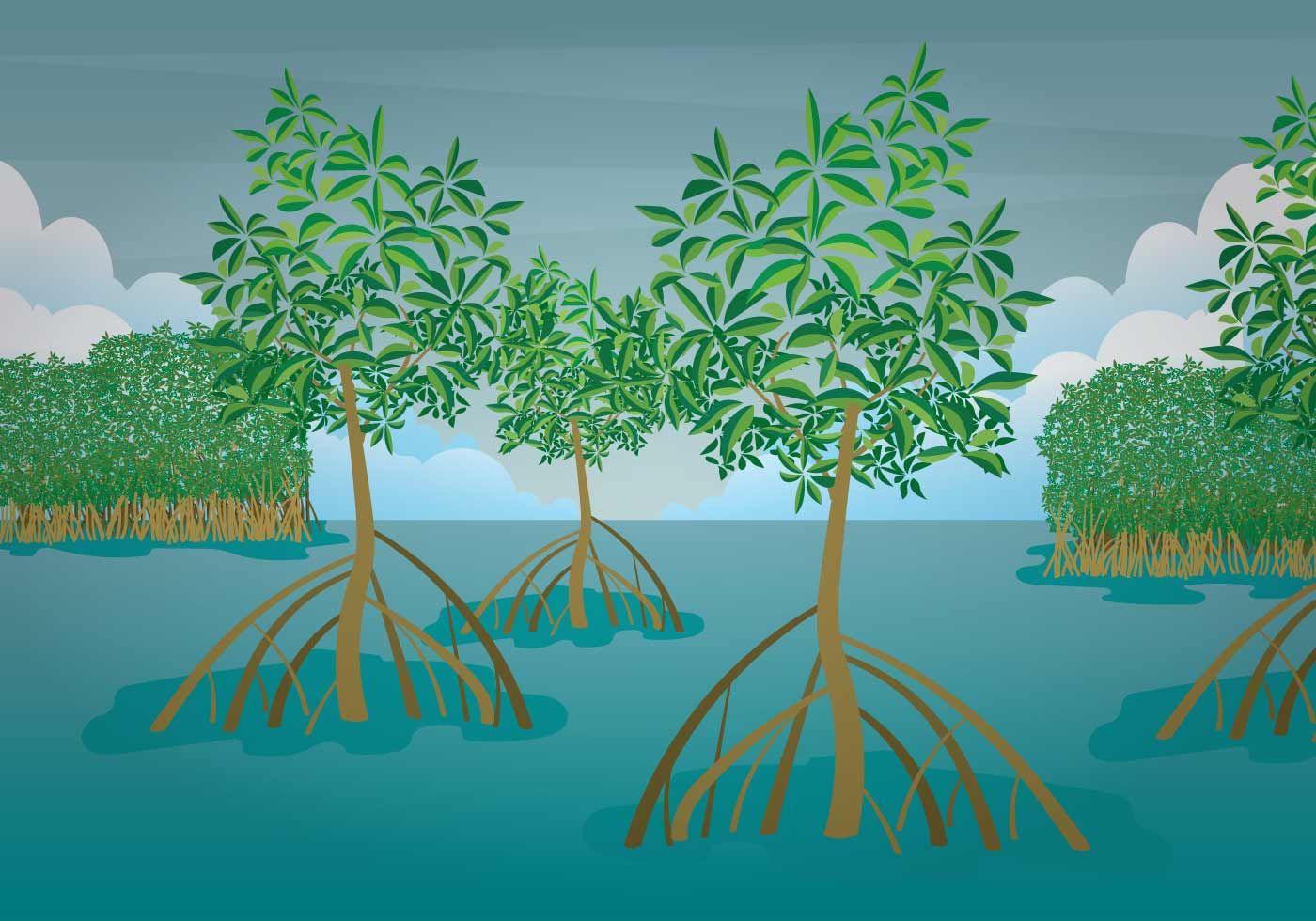 Free illustration in . Swamp clipart mangrove forest
