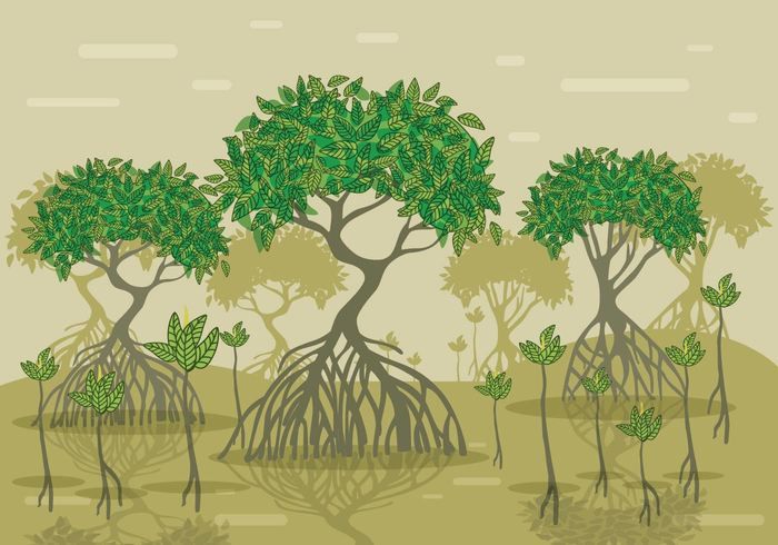Vector manglar in plant. Swamp clipart mangrove forest