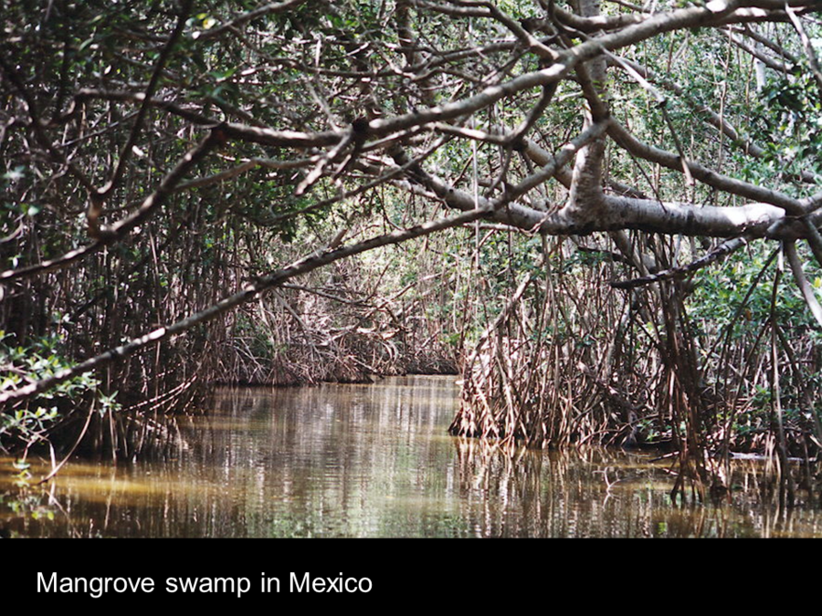 swamp clipart mangrove swamp