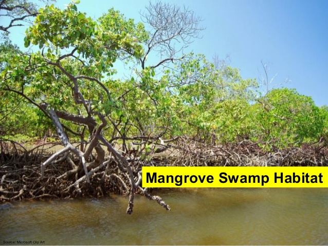swamp clipart mangrove swamp