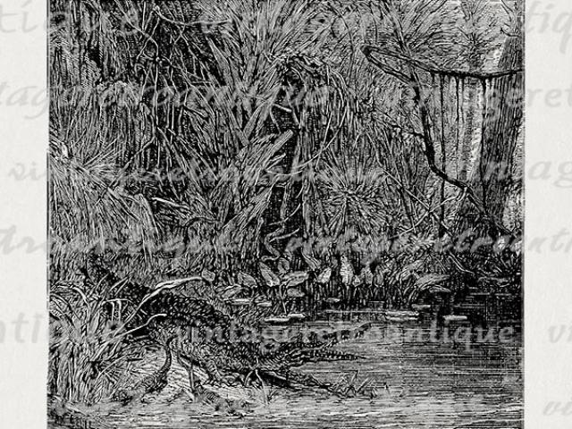 Free download clip art. Swamp clipart moor