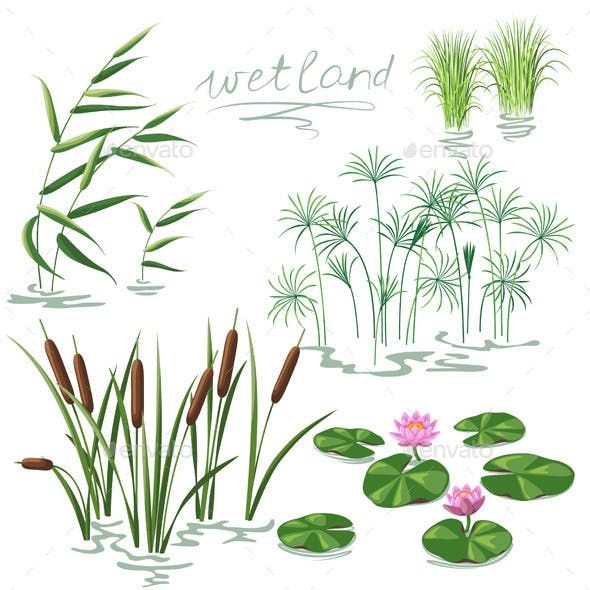 swamp clipart pond reed