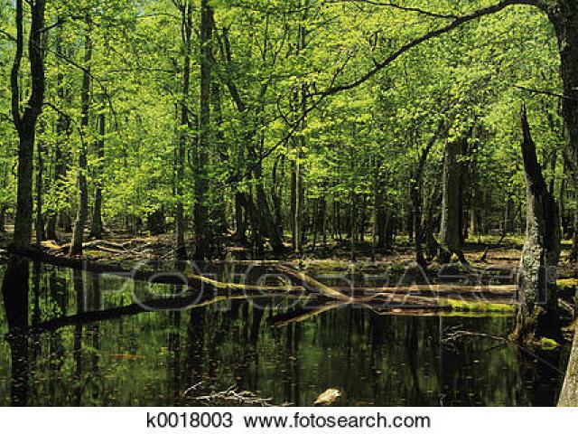 swamp clipart spring