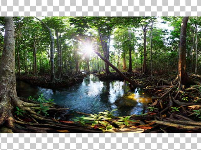 swamp clipart stagnant water