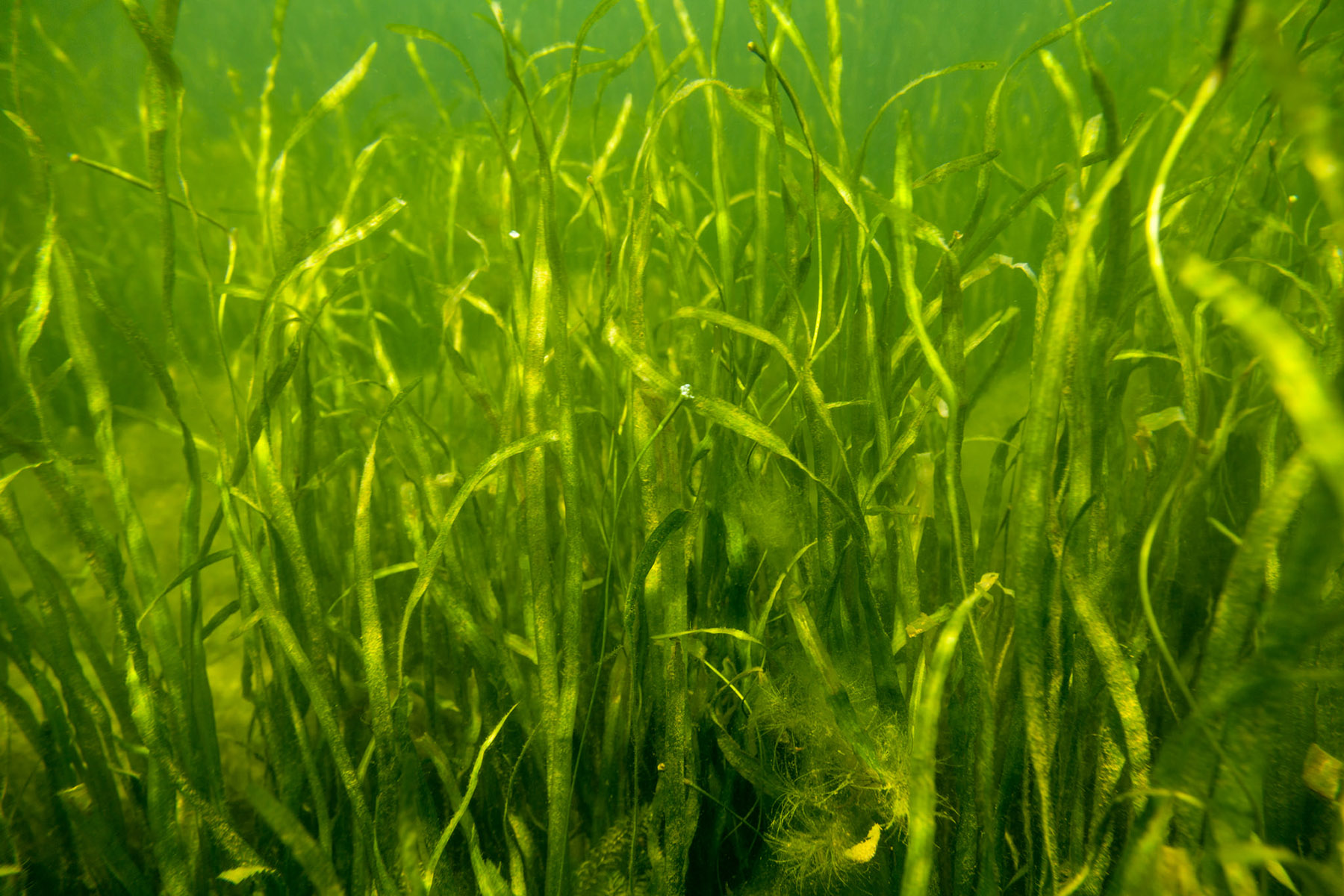 swamp clipart underwate grass