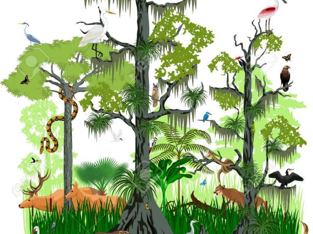 swamp clipart vegetation