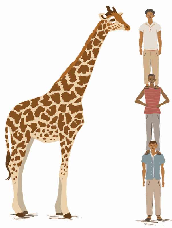 tall clipart girafffe