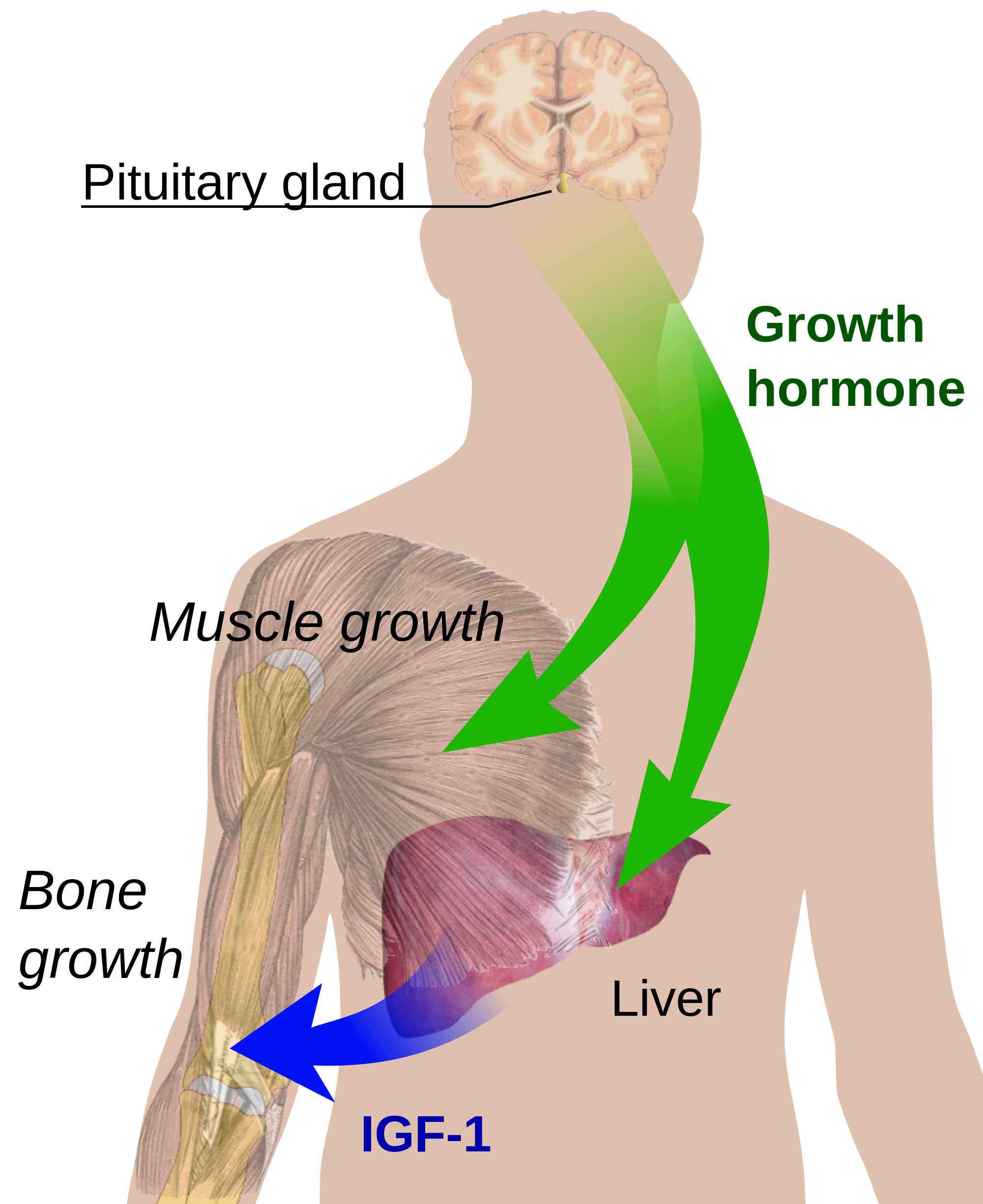 tall clipart growth hormone