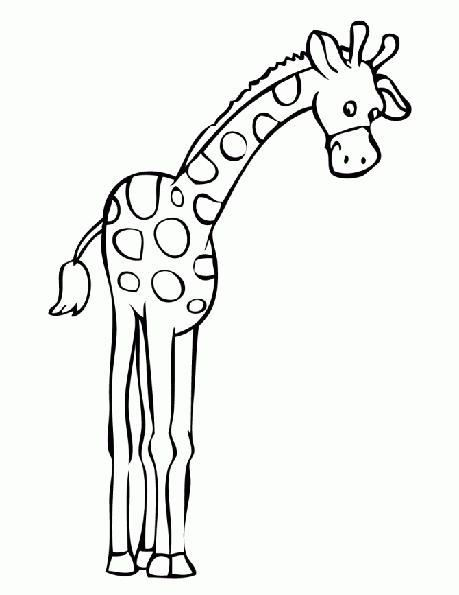 Giraffe coloring page panda. Tall clipart realistic