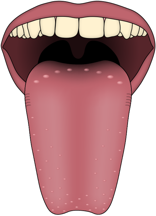 Taste lip tongue