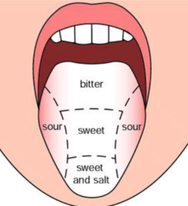 taste clipart part tongue