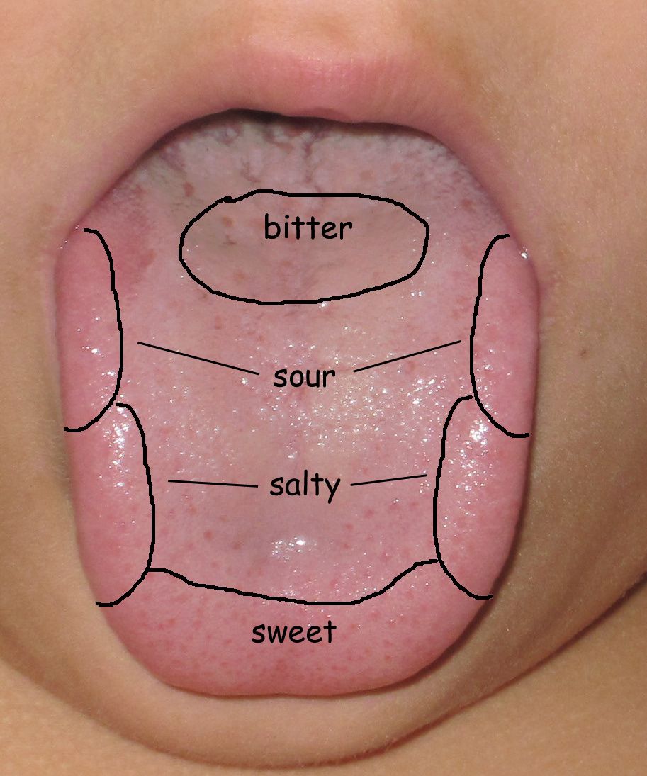 taste clipart sense organ tongue