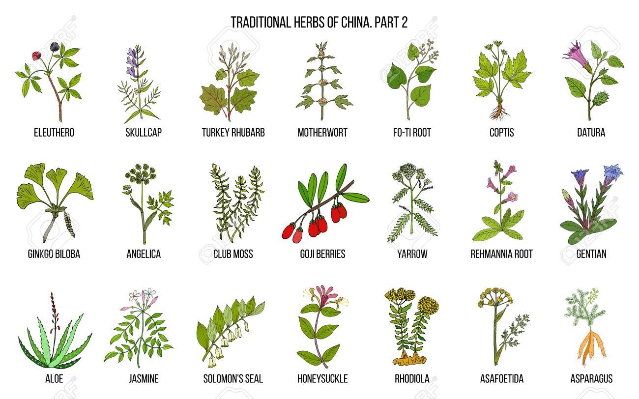 tea clipart medicinal plant