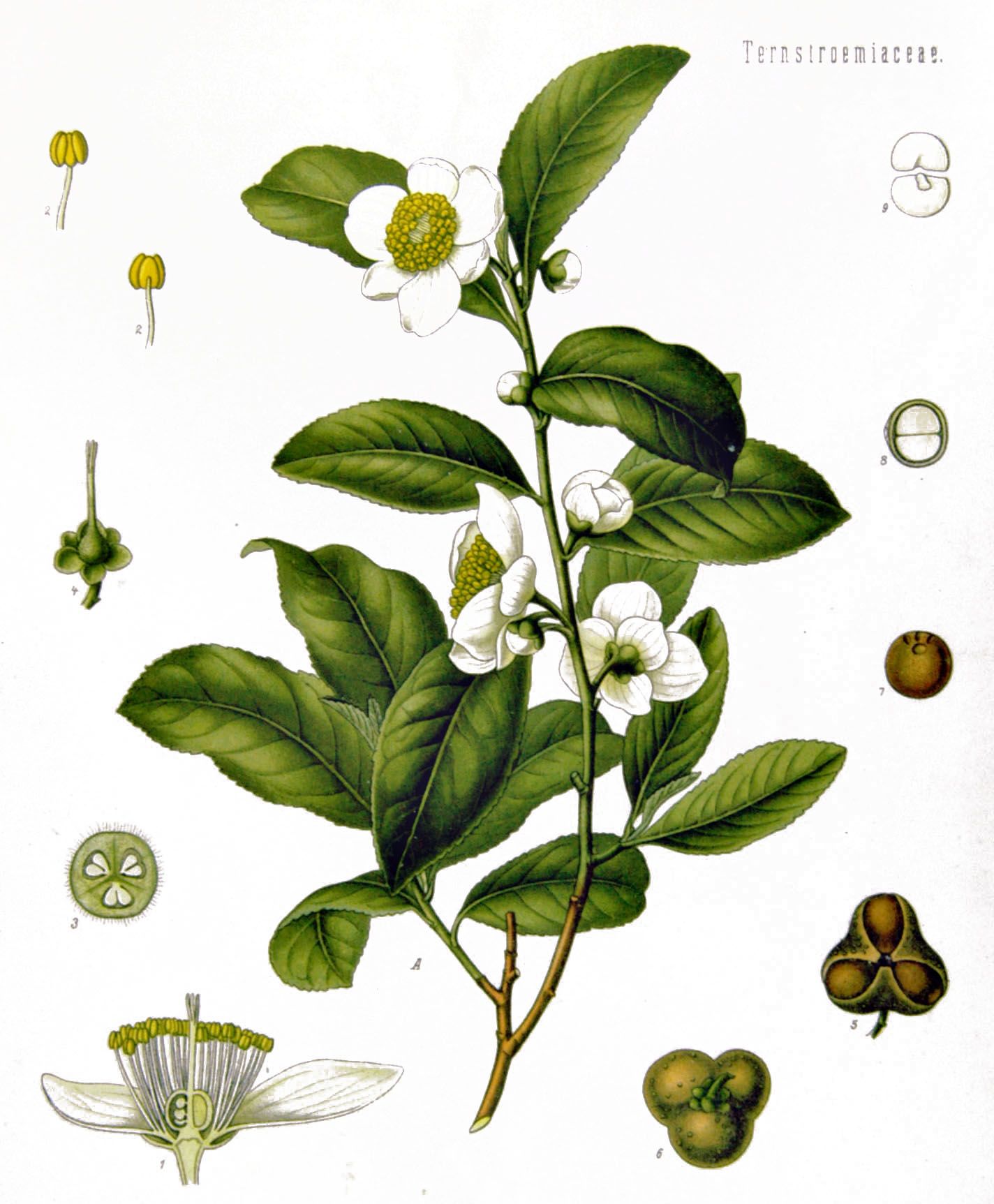 tea clipart medicinal plant