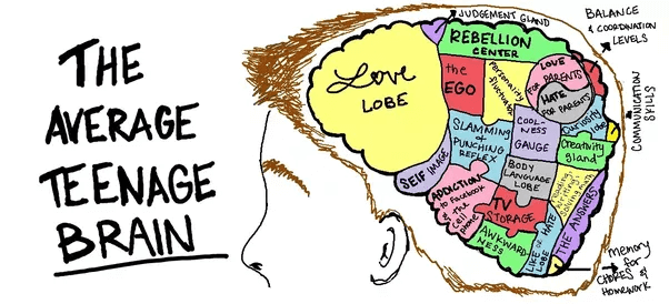 Teen clipart adolescent development. Brain and what it