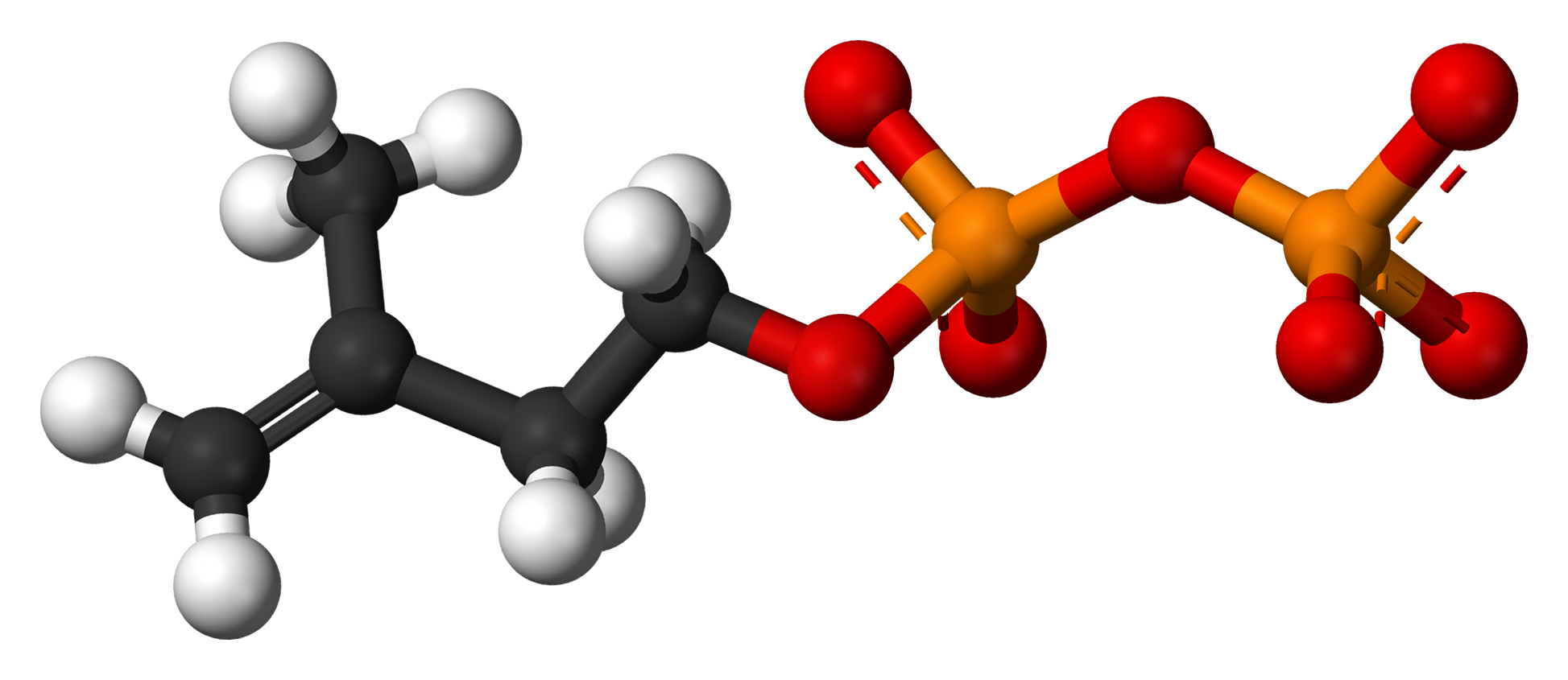 Isopentenyl pyrophosphate wikiwand . Thumb clipart gambar