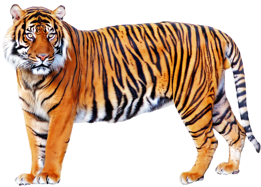 tired clipart tiger