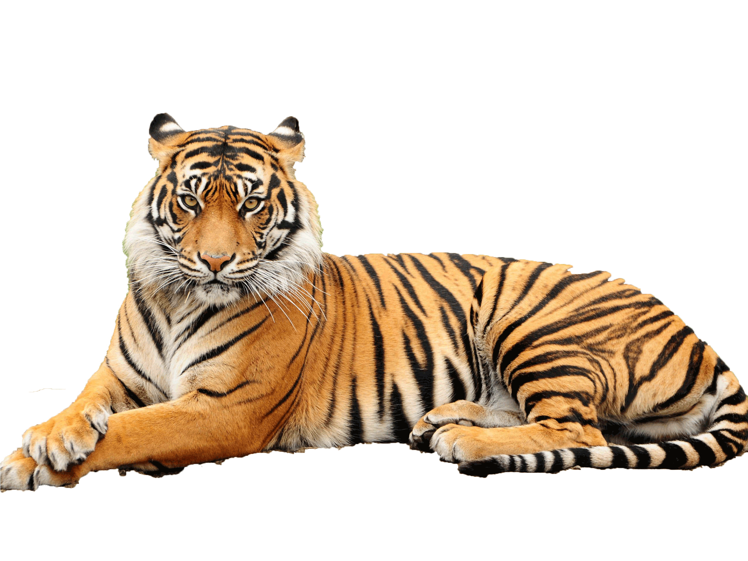 tired clipart tiger