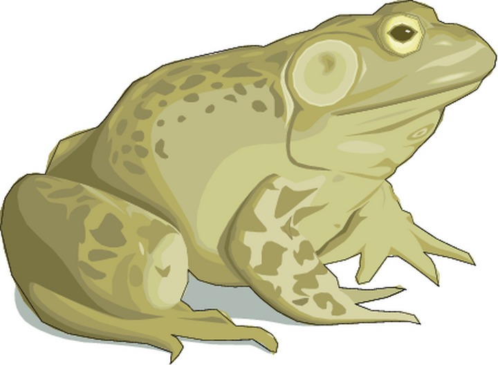 clipart frog toad