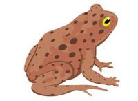 Toad clipart. Free amphibian clip art