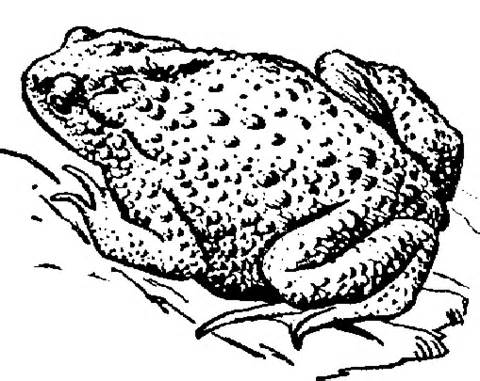 toad clipart black and white