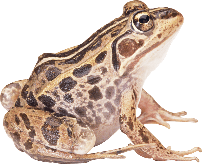 Toad clipart brown. Png free images toppng