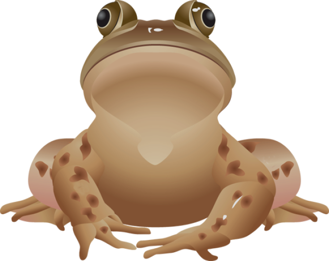  collection of frog. Toad clipart brown