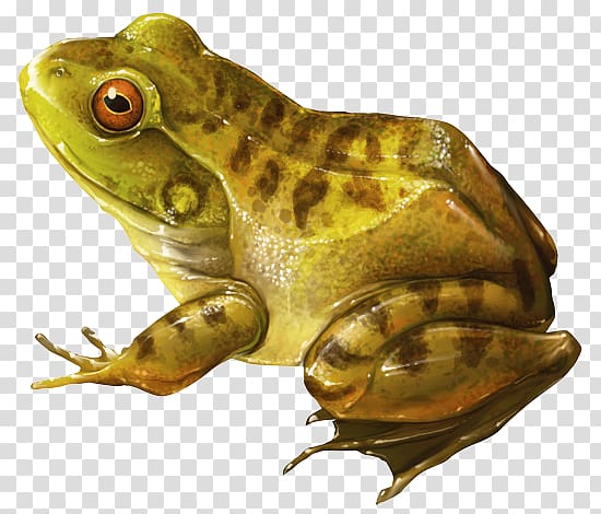 toad clipart bullfrog