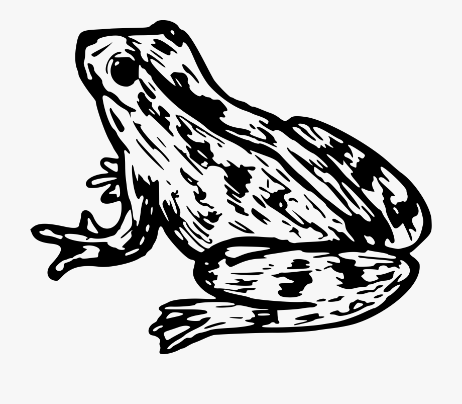 toad clipart cane toad