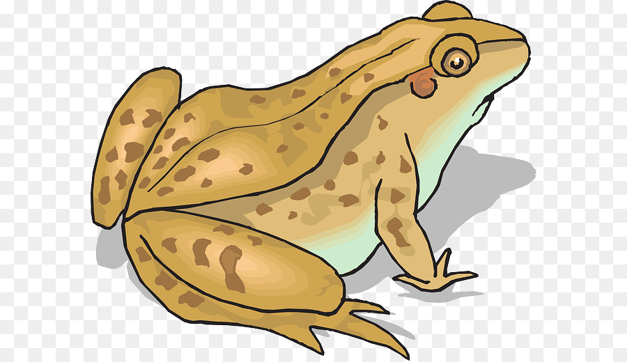 Toad clipart clip art. Frog cartoon fish food