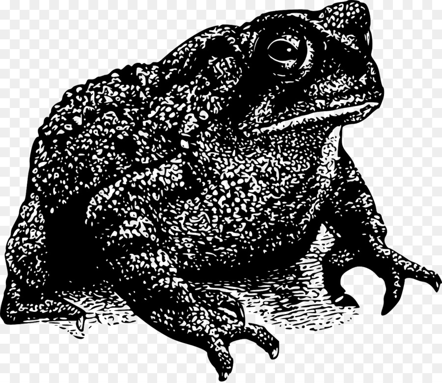 Frog cartoon amphibians . Toad clipart drawing