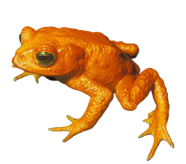 Frog clip art golden. Toad clipart five