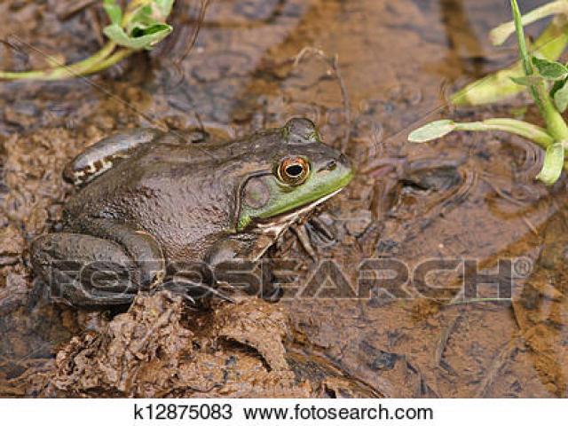 toad clipart frog habitat