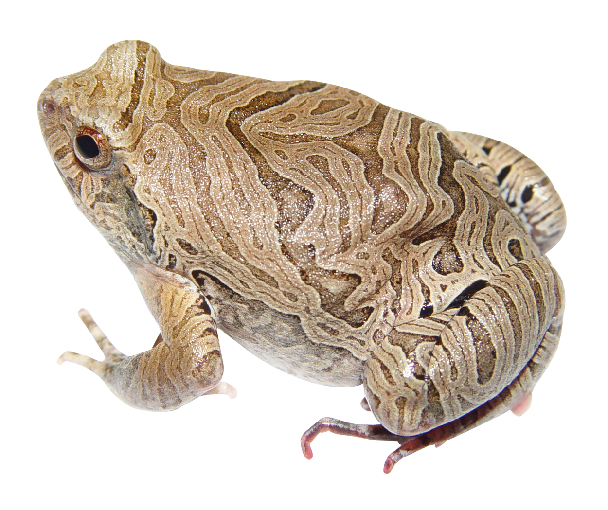 Toad clipart group frog. Png 