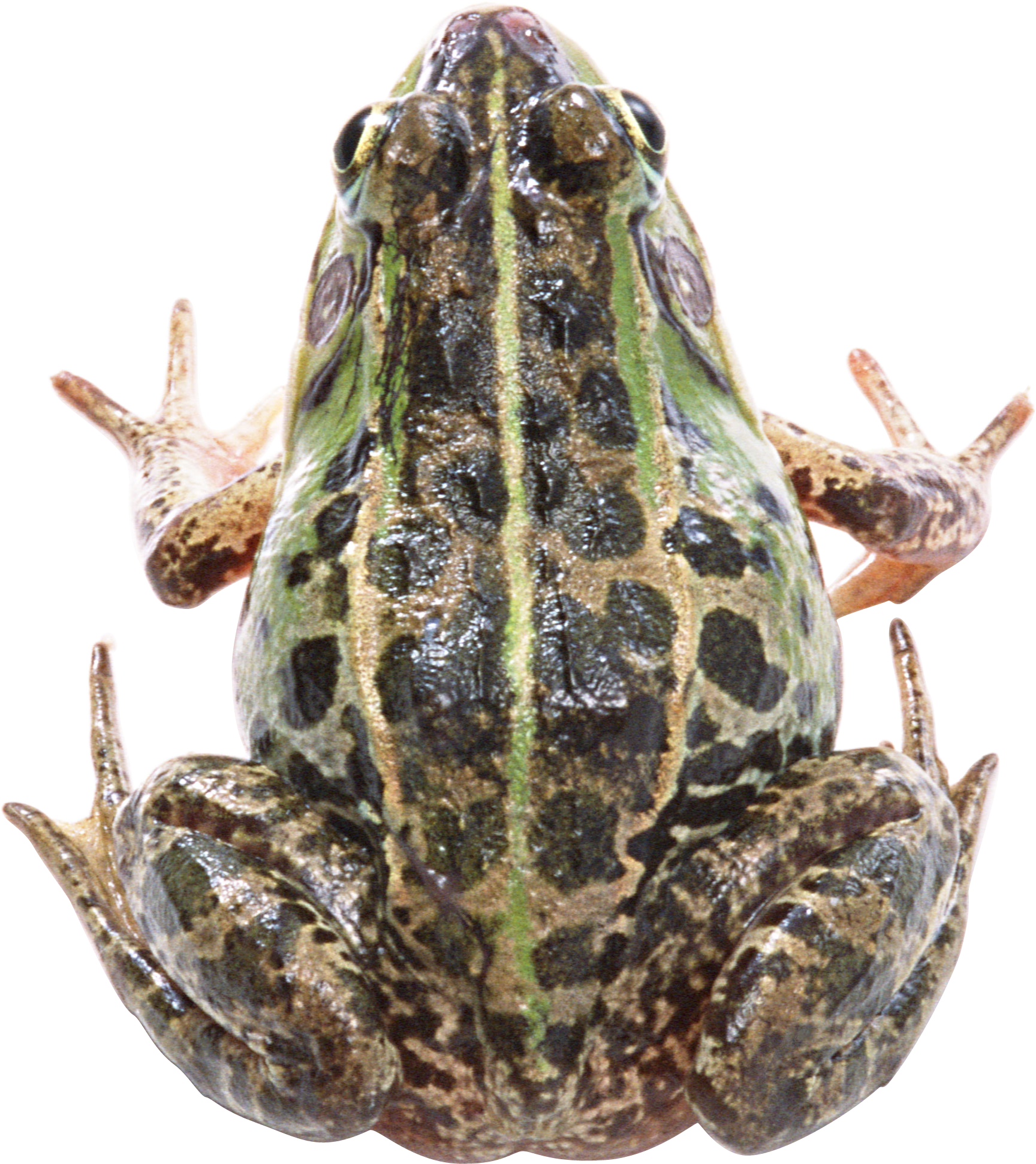 Png image free download. Toad clipart group frog