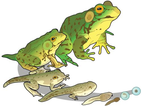 Toad clipart living things. All the grow and