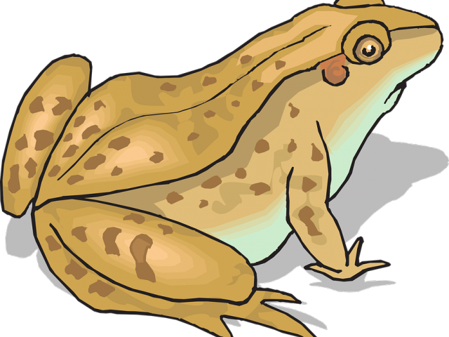 toad clipart real frog