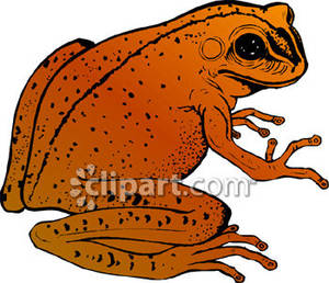 toad clipart realistic