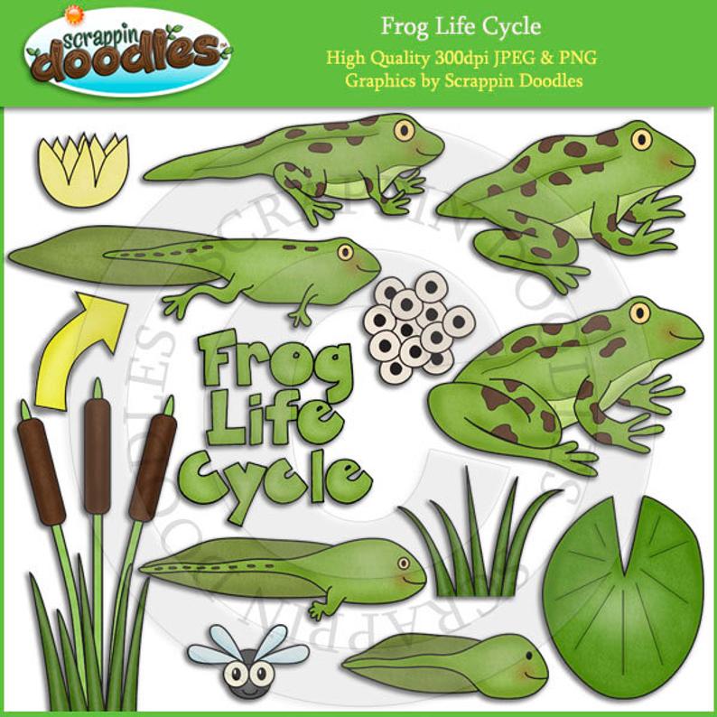Toad clipart scrappin doodles. Frog life cycle clip