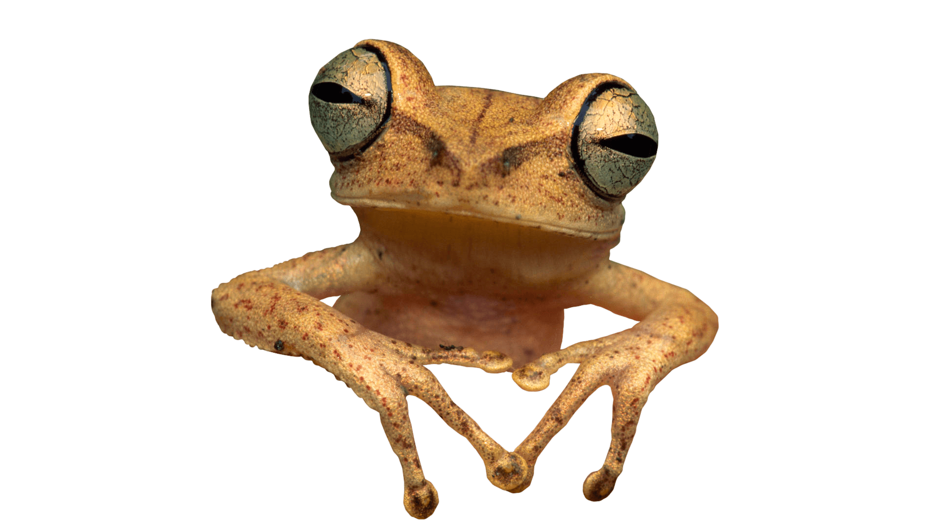 Toad clipart side view. Frog transparent png stickpng