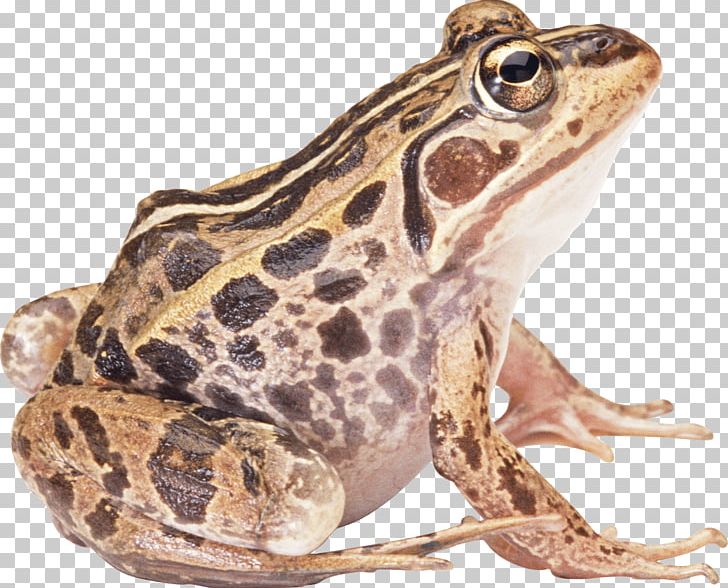 Toad clipart side view. Brown frog sideview png