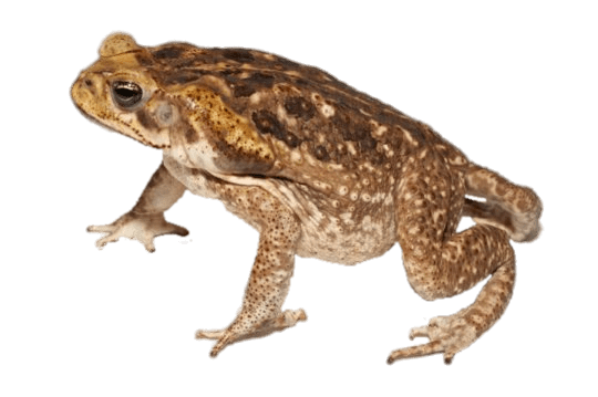 Transparent png stickpng . Toad clipart side view
