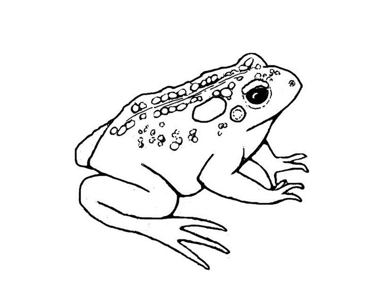 toad clipart simple