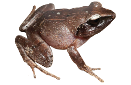 toad clipart speckled frog
