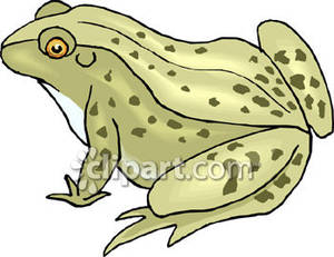 toad clipart spotted frog
