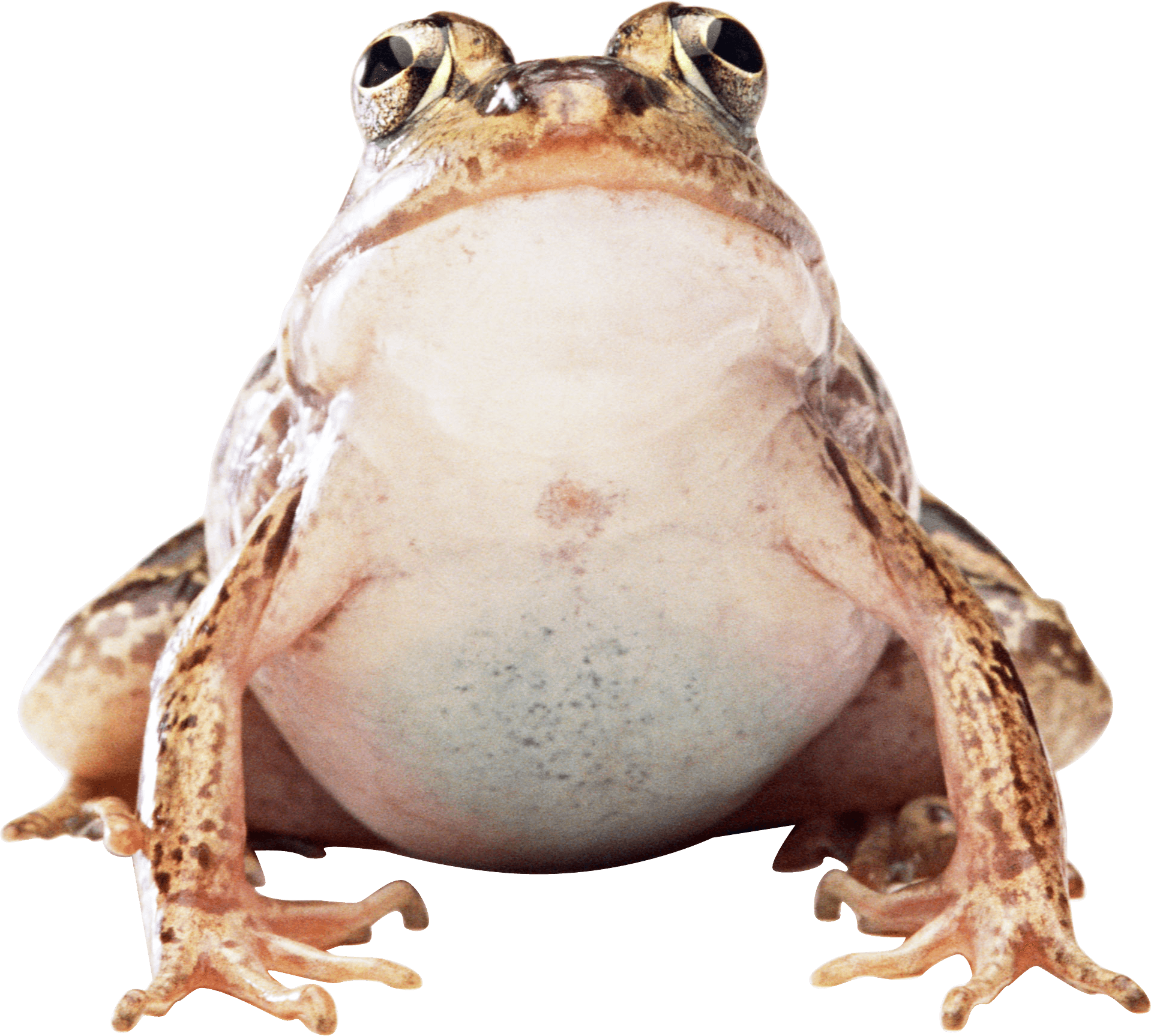 toad clipart transparent background