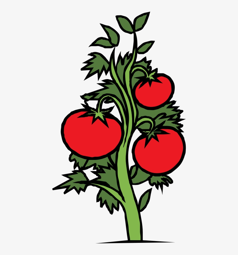 Tomatoes clipart big plant. Tomato drawing at paintingvalley