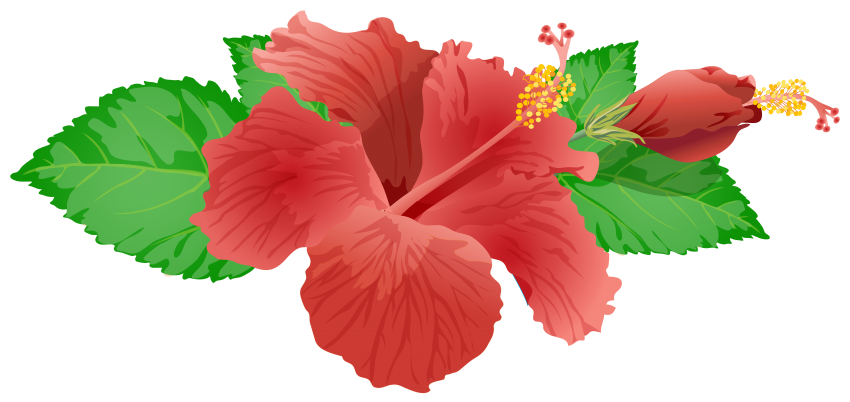 Flower image png free. Tomatoes clipart bright red